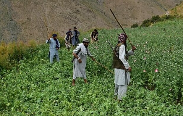 تصاویر | جنگجویان طالبان با چوب به جان مزارع خشخاش افتادند