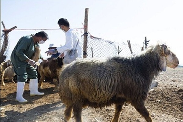 سازمان دامپزشکی:واکسیناسیون تب برفکی در ۱۷ استان در حال انجام است