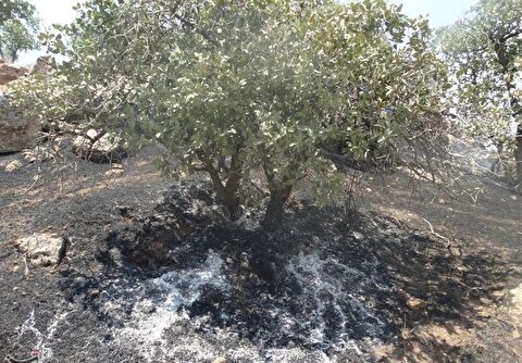 عامل آتش‌سوزی کوه گوشتی شناسایی شد