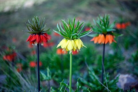 خطر انقراض در کمین ۲ هزار و ۴۰۰ گونه گیاهی در ایران