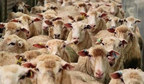 قیمت دام زنده در بازار امروز ۱ اردیبهشت ماه چند؟