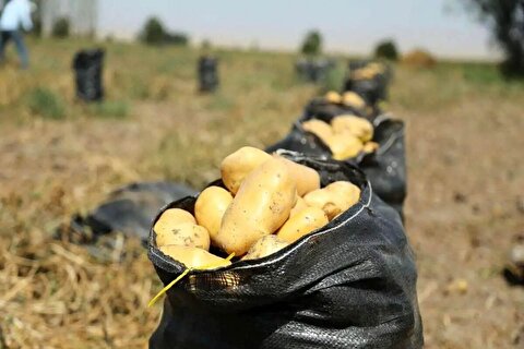 رفع ممنوعیت صادرات سیب‌زمینی