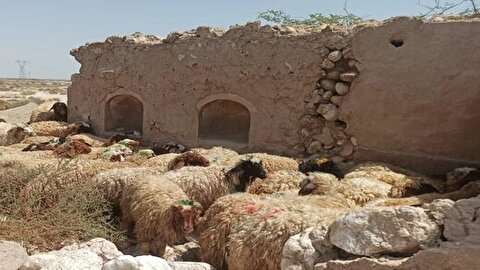 جدیدترین قیمت دام زنده در استان‌های کشور/ گوسفند تا ۳۲۵ هزار تومان