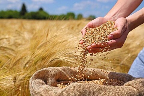 پرداخت مرحله اول مطالبات گندمکاران
