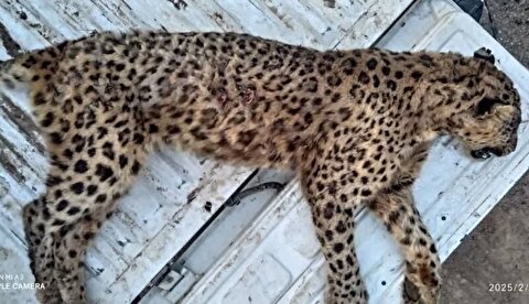تلف شدن پلنگ ماده ایرانی در البرز