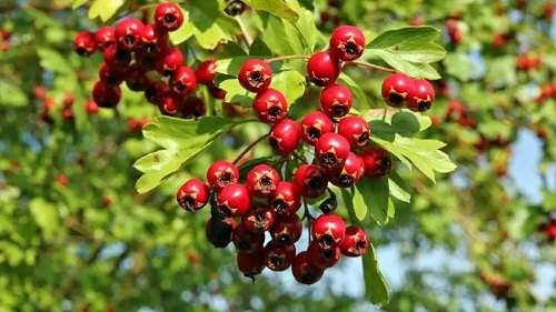فواید پرشمار زالزالک برای سلامتی + روش استفاده
