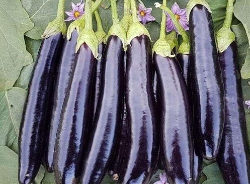 مشکلاتی که خوردن بادمجان برای شما می‌تواند ایجاد کند