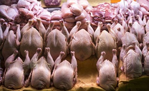 افزایش قیمت مرغ گرم به ۱۰۵ هزارتومان