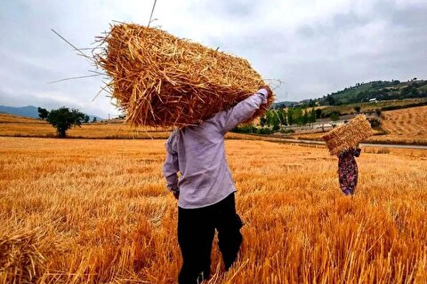 طلب ۳۳ هزار میلیارد تومانی گندمکاران از دولت