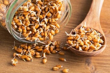 راز طول عمر در جوانه گندم/ کشف شگفت‌انگیز محققان چینی
