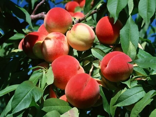 فواید یک میوه خوش طعم تابستانی / از بهبود بینایی تا کاهش التهاب