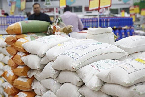 رئیس انجمن برنج: قیمت برنج ایرانی با آغاز برداشت، شتاب کاهشی می‌گیرد