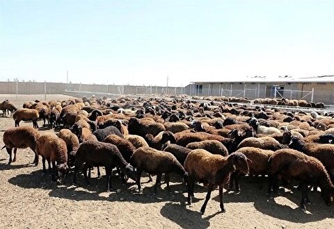 قیمت دام زنده امروز یکشنبه ۸ تیر ۱۴۰۴ / گوسفند زنده با شروع محرم چند شد؟