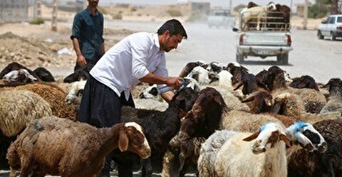 قیمت جدید دام زنده ۱۲ مردادماه ۱۴۰۴ اعلام شد/ گوسفند و گوساله گران شد