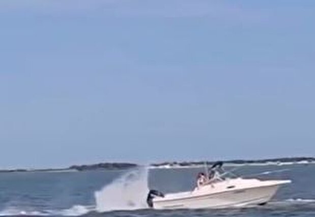 ویدیو| نهنگ سرگردان در خلیج بارنگت پس از تصادف با قایق جان باخت