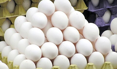 مدیرعامل اتحادیه مرغداران: بازار تخم مرغ با خرید حمایتی و صادرات در حال بهبود است