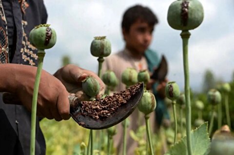 کشت رسمی مواد مخدر برای تأمین دارو استارت میخورد؟