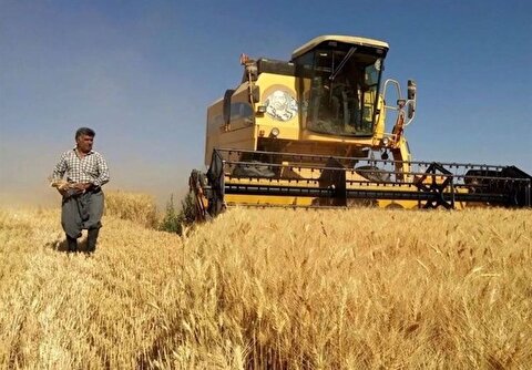 بحران مطالبات گندمکاران/ مجلس به دولت ۴۸ ساعت مهلت داد