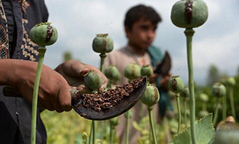 دبیرکل ستاد مبارزه با مواد مخدر: پیشنهاد واردات یا کشت کنترل‌شده خشخاش بررسی می‌شود 