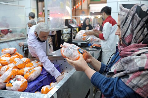 کاهش قیمت مرغ در راه است