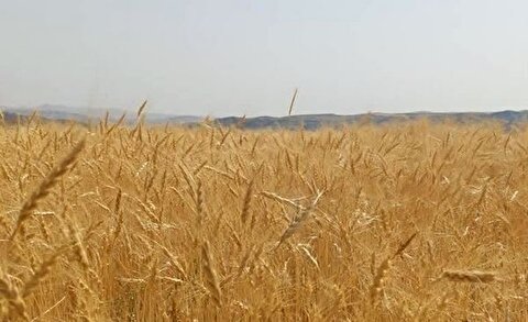رشد ۳۶ درصدی واریز مطالبات گندمکاران نسبت به سال گذشته