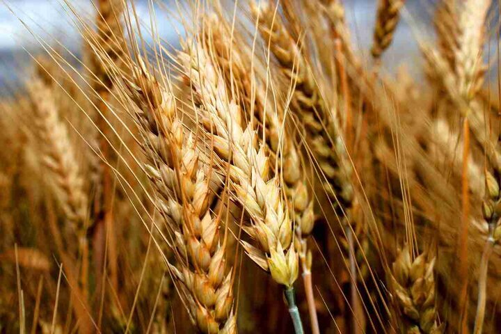 قیمت تضمینی گندم ۱۴۰۵