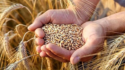 آخرین اخبار قیمت تضمینی گندم ۱۴۰۵