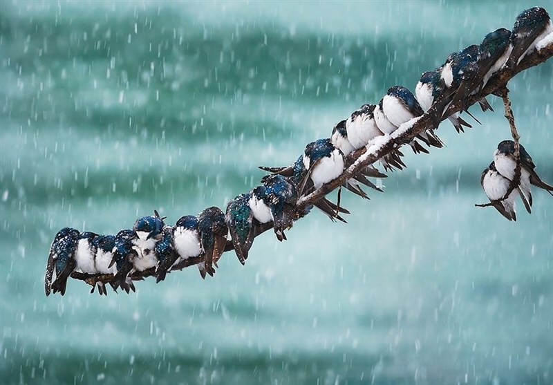 ورود سامانه بارشی جدید به کشور / رگبار، رعدوبرق و برف در راه است