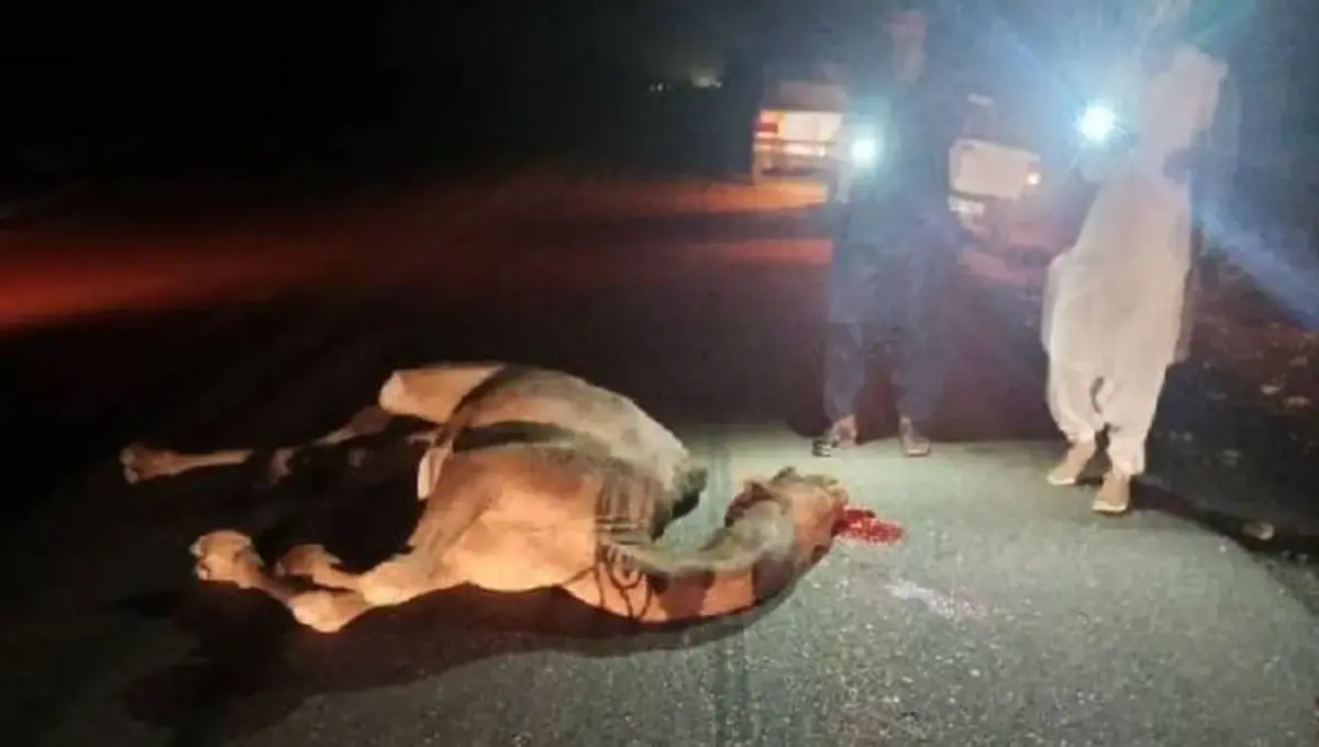 شتر‌های سرگردان در جاده جاسک-چابهار حادثه آفریدند