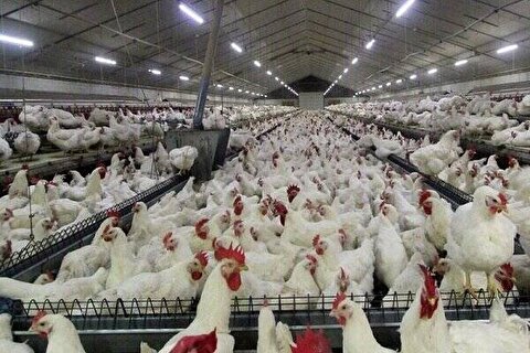 قیمت مرغ امروز ۱۰ آبان ماه