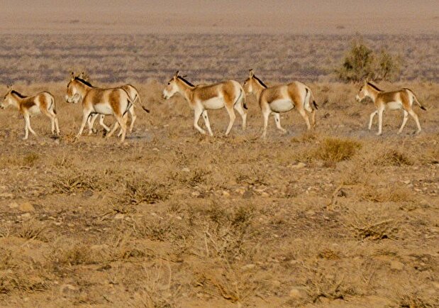 تصاویر / پارک ملی کویر؛ امید به احیای گورخر ایرانی