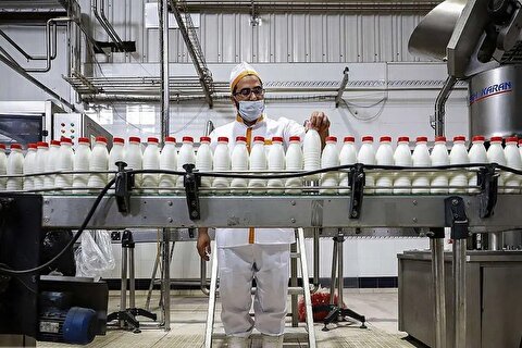 ماست و پنیر گران شدند