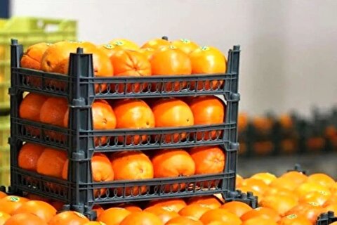 ماجرای پرتقال سمی در ایران چیست؟