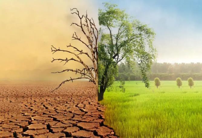 حفظ پوشش گیاهی، راهکار مقابله با خشکسالی حفظ پوشش گیاهی، راهکار مقابله با خشکسالی