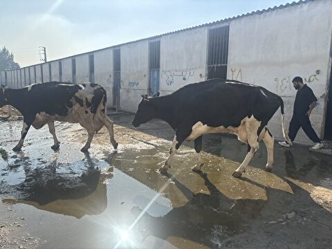 توقیف محموله قاچاق دام آلوده در مازندران