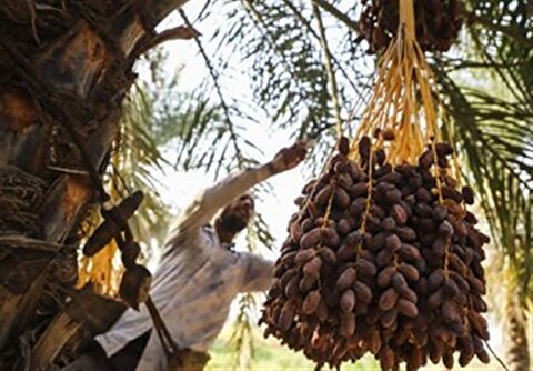 5 محصول کشاورزی از فهرست عوارض آب مجازی حذف شد