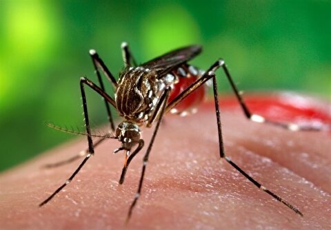 تعداد مبتلایان تب دنگی به ۱۱۰۷ نفر رسید