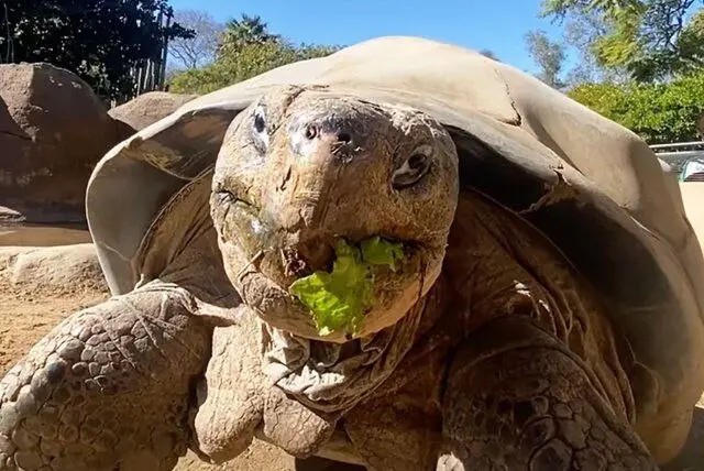 مرگ حیوان غول‌پیکر باغ وحش «سن‌دیگو» در ۱۴۱ سالگی + عکس