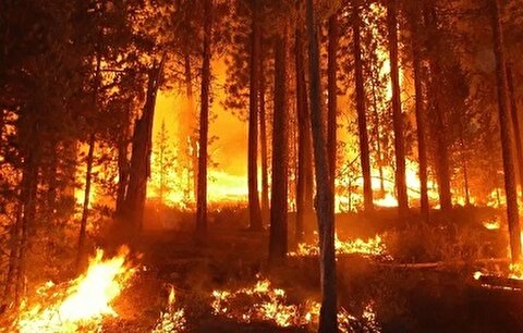 اقامت شبانه در جنگل‌های آمل ممنوع شد