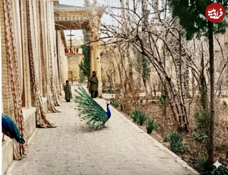 عکس / تصویر رنگیشده از طاووسهای ناصرالدینشاه در حیاط کاخ گلستان عکس / تصویر رنگیشده از طاووسهای ناصرالدینشاه در حیاط کاخ گلستان