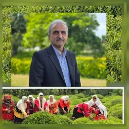 قیمت چای ۶۷ تا۷۲درصد افزایش یافت