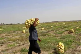 افزایش ۳ برابری قیمت پیاز از میدان مرکزی تا مغازه