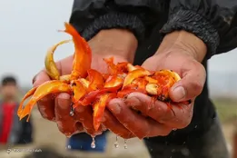 چه کار‌هایی عمر ماهی قرمز را کم می‌کند؟