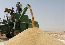 قیمت اعلامی دولت برای خرید گندم فرمایشی است/ دل کشاورزان از دست نمایندگان خون است