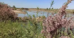 تالاب قره قشلاق چهاربرج بعد از ۱۵ سال جانی دوباره گرفت