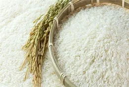 افزایش دو برابری قیمت برنج به رغم ذخایر دو برابری در کشور