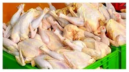 واردات گوشت مرغ برای پشتیبانی ذخائر استراتژیک
