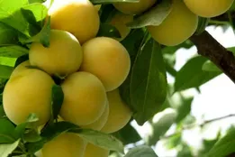 قیمت عمده میوه و سبزیجات هفته جاری تعیین شد