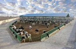 تیزر برنامه تلویزیونی منهای نفت با موضوع صنعت دامپروری و دام گوشتی