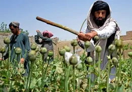 کشت شقایق الیفرا برای تأمین داروهای مخدرپایه؛ ستاد مواد مخدر توضیح داد